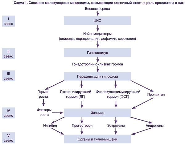 Особенности лютеинизирующего гормона