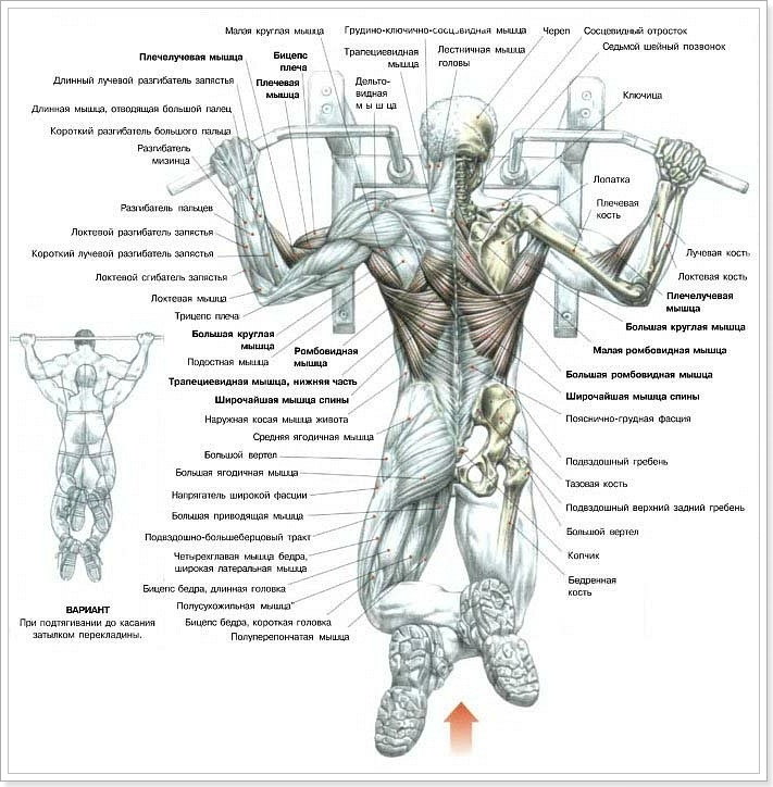 работа мышц при подтягивании