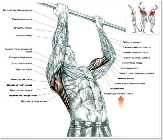Работа мышц при подтягиваниях