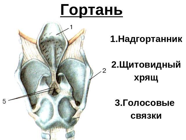 Травма гортани