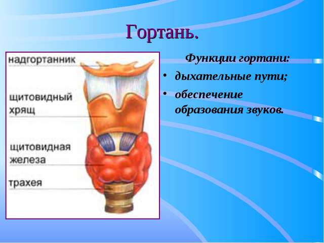 строение гортани