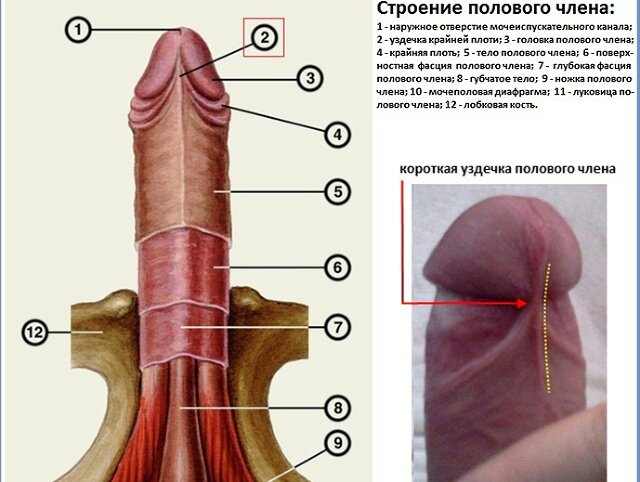 крайняя плоть