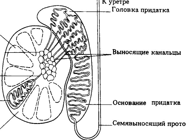 строение тестикул