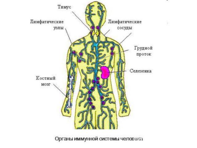 иммунная система