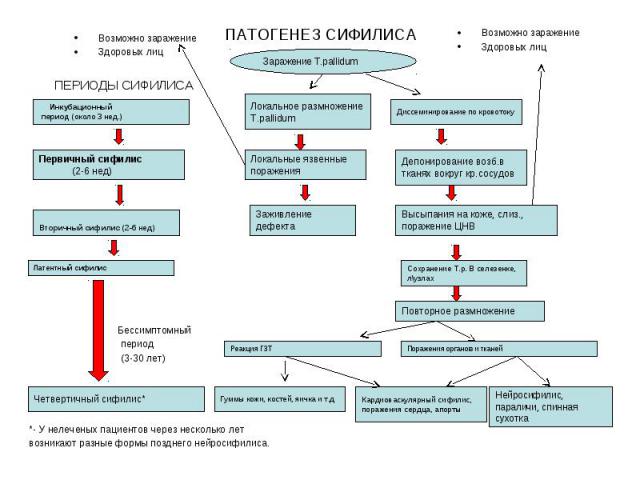 патогенез сифилиса