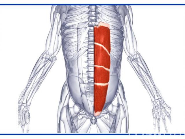 мышцы пресса
