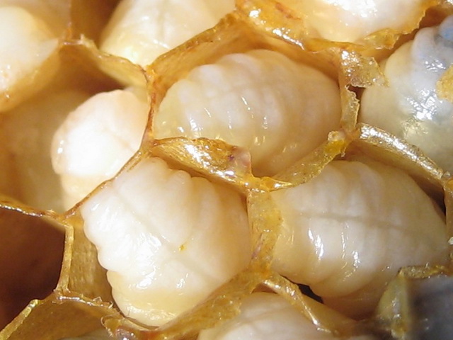 Мед можно принимать вместо сахара пчеловодство в борьбе