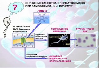 днк спермотозоидов