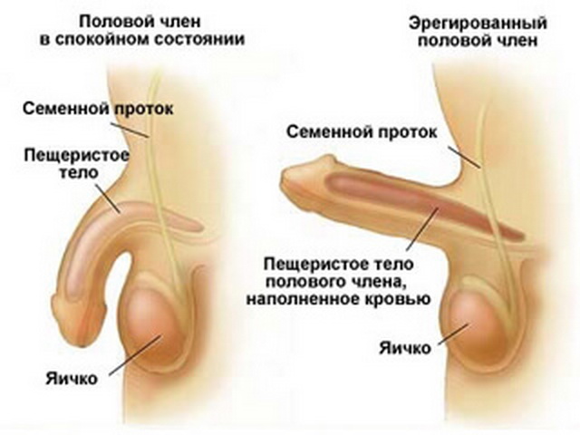 толщина или длина