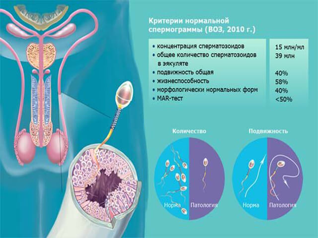 Исследование спермы