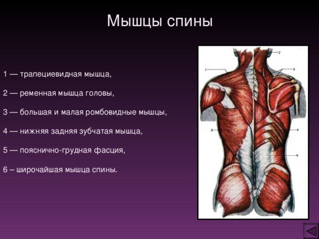 Мышцы спины