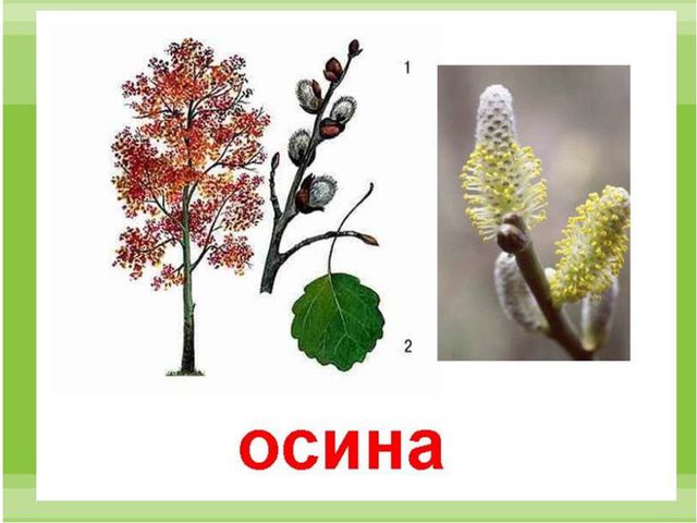 Отвары из осины