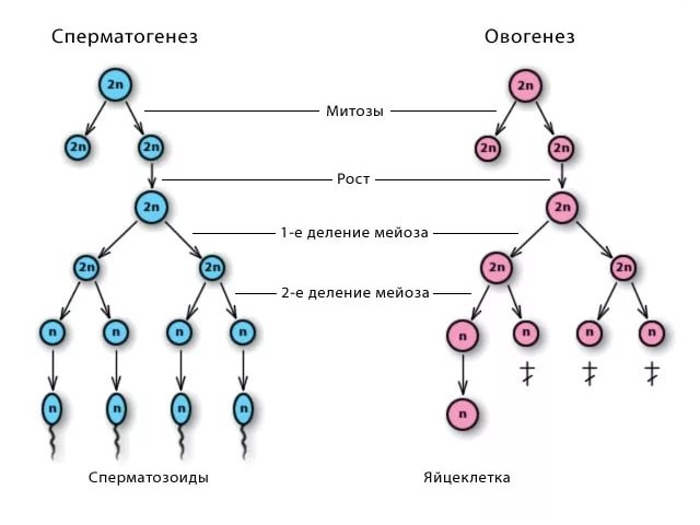 Схематический рисунок 