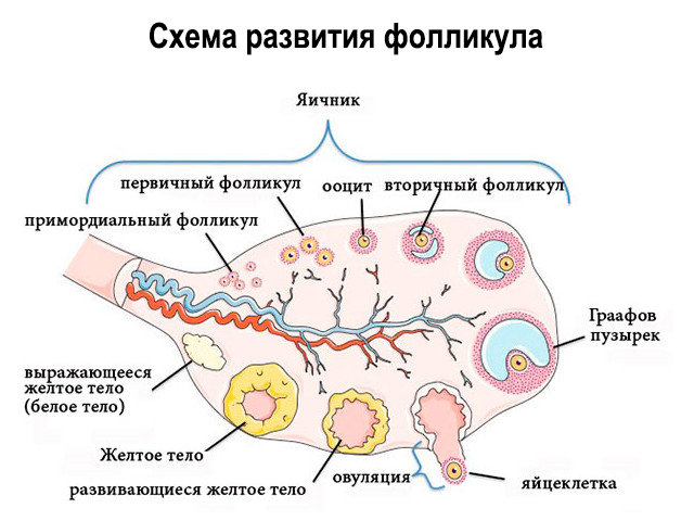 Схематический рисунок 