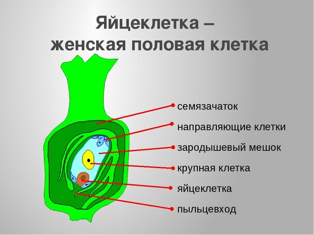 Схематический рисунок 