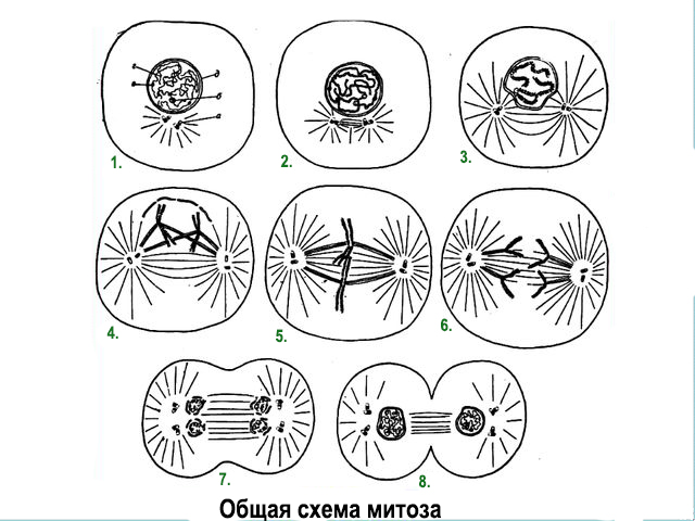 Деление клеток 