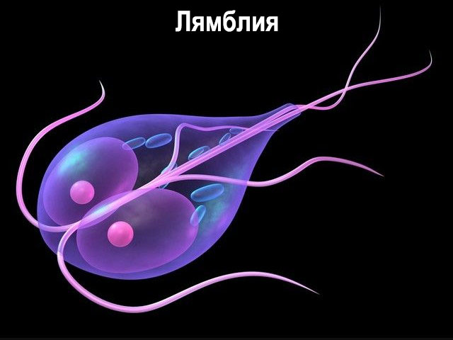 Микроорганизм под микроскопом 