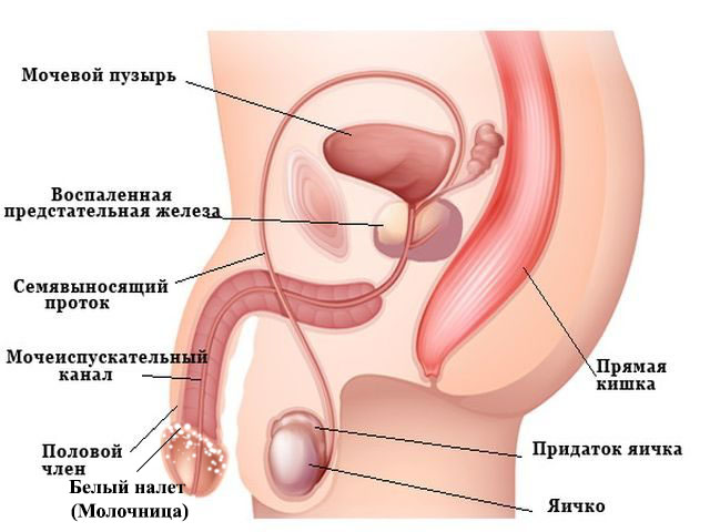 Схема строения 