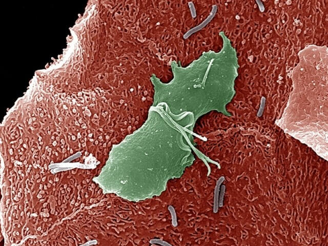 Большая бактерия 