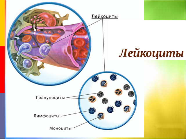 Лейкоциты Схематический рисунок