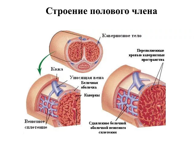 Схематический рисунок 