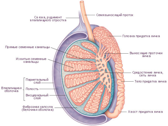 Строение яичка Схематический рисунок