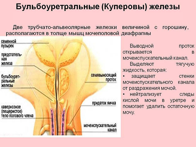 Подробное строение Схематический рисунок