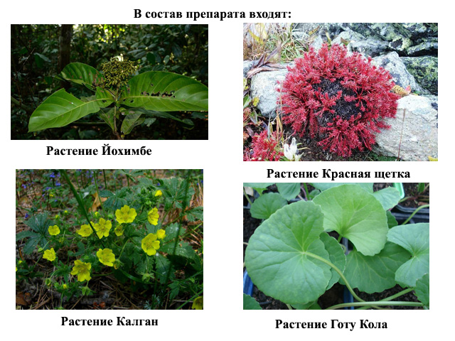 Натуральные компоненты