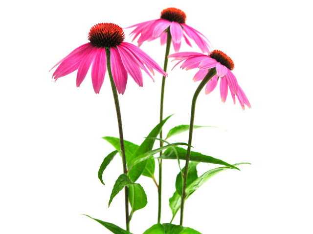 Популярный цветок Лекарственное растение