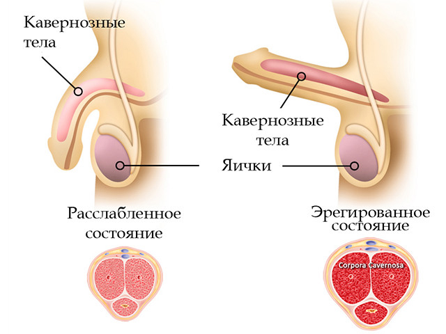 Расслабленное и эрегированное состояние Схематический рисунок