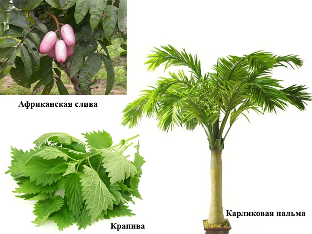 Компоненты препарата 