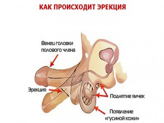 Схематический рисунок