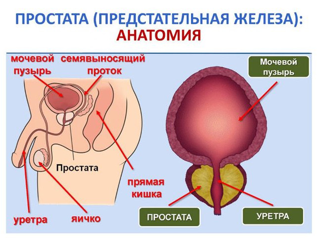Схематический рисунок