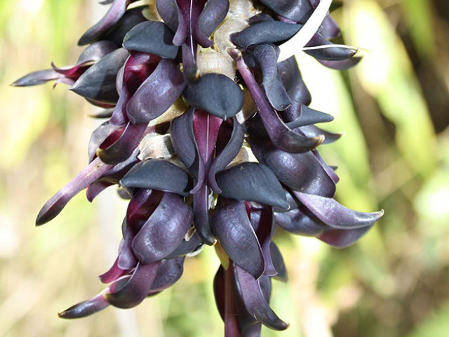 Красивые цветки 