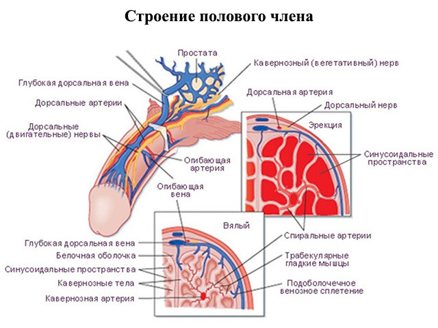 Схематический рисунок 