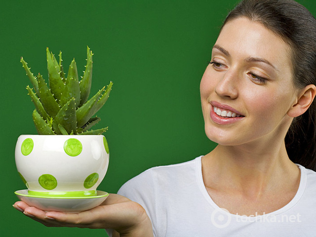 Растение богатое витаминами