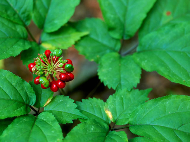 Основной компанент