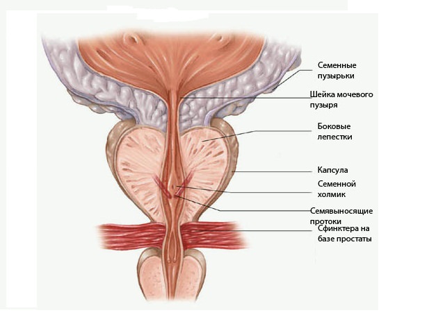 Строение простаты