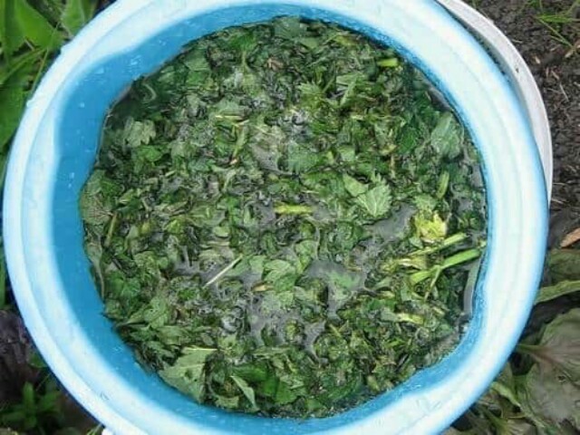 Замоченное растение