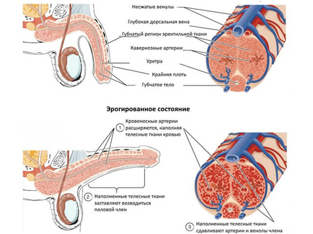 Прилив крови