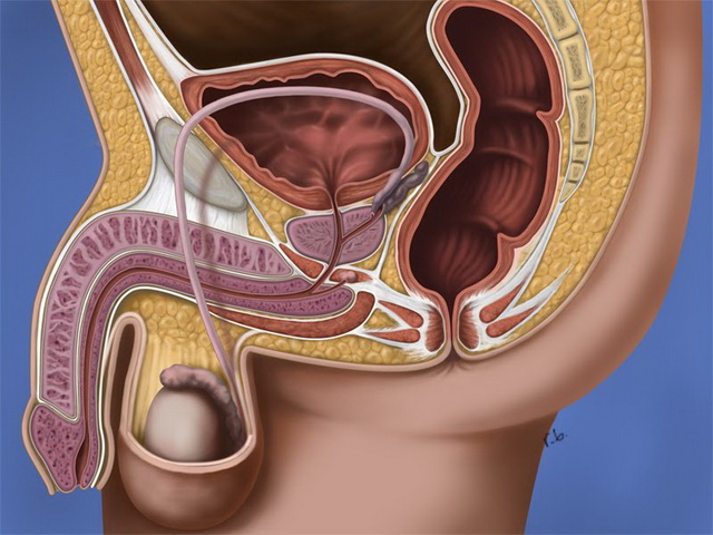 Строение мужских органов