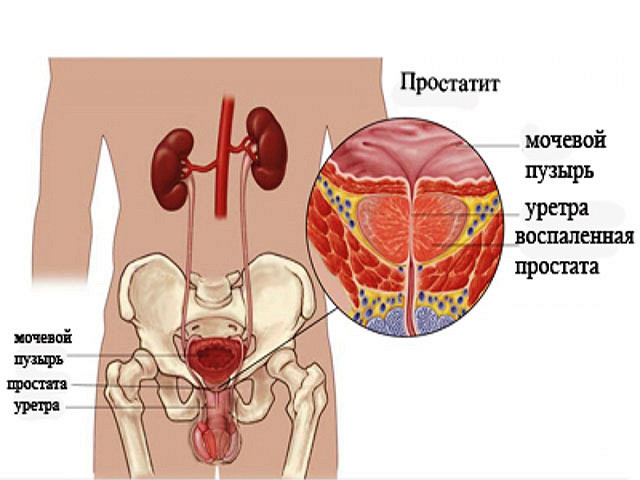 Строение мужских органов
