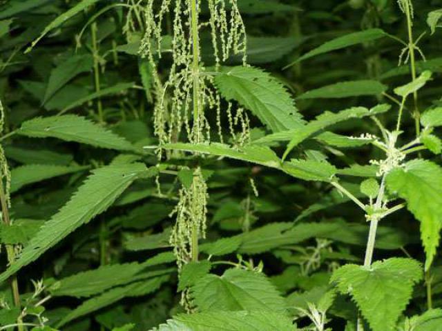 Зернышки растения