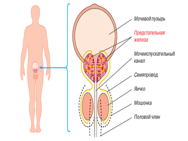 Предстательная железа
