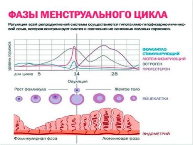 fazi_menstrualnogo_cikla