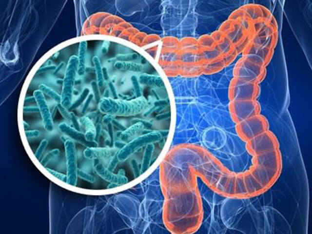 ЖКТ и бактерии