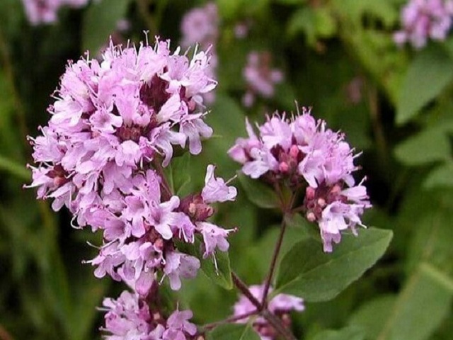  dushica_dlya_potencii