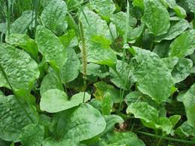 polojitelnye_svoistva_trav