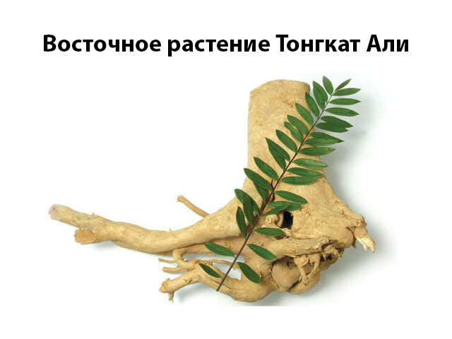 Лекарственный корень