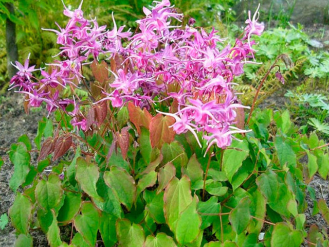 Лечебное растение